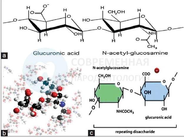 Гиалуроновая кислота: анализ преимуществ в лечении заболеваний пародонта -  parodont.pro