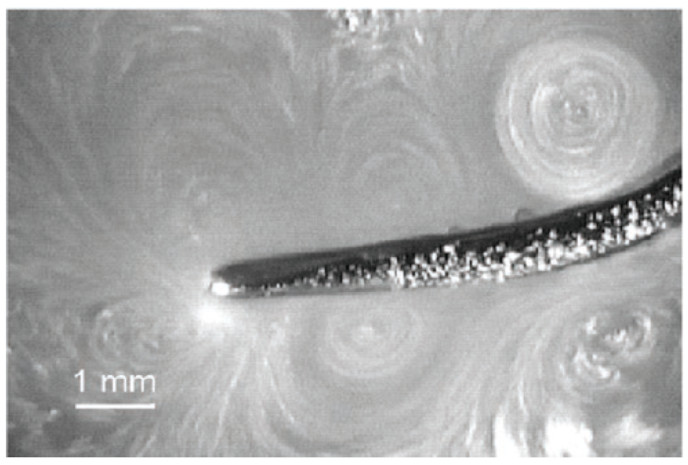 Микрофотография магнитострикционного наконечника, показывающего акустический микропоток как перемещение частиц стеарата цинка на поверхности воды, в которой наконечник колеблется при амплитуде смещения 10,5 мкм